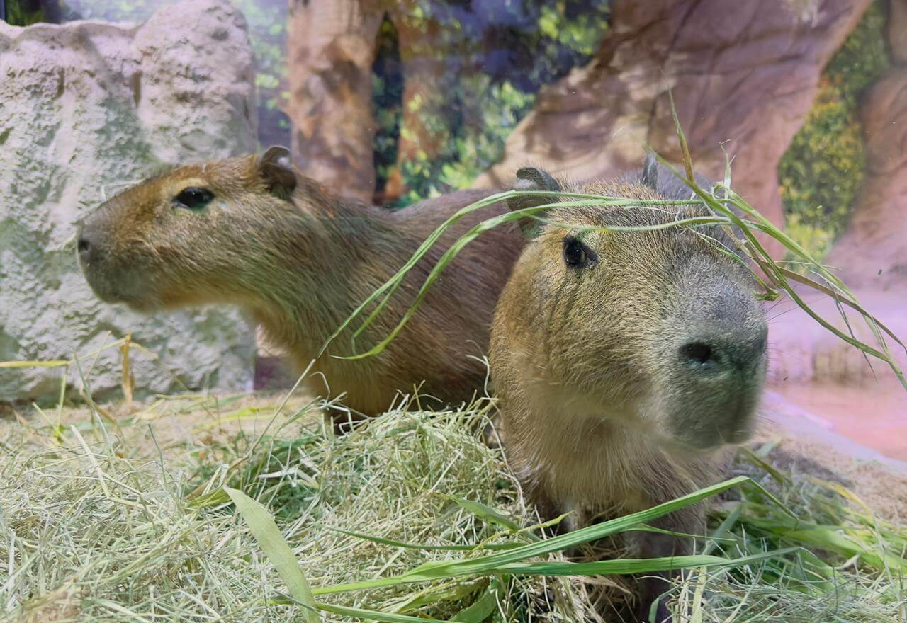 Capivaras são as novas moradoras do Oceanic Aquarium